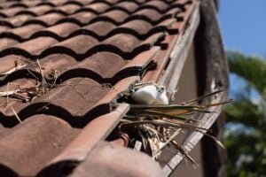 Pests-on-your-roof-300x200