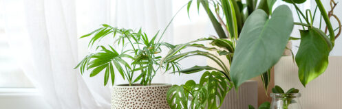 House plants inside a Scottsdale, AZ home